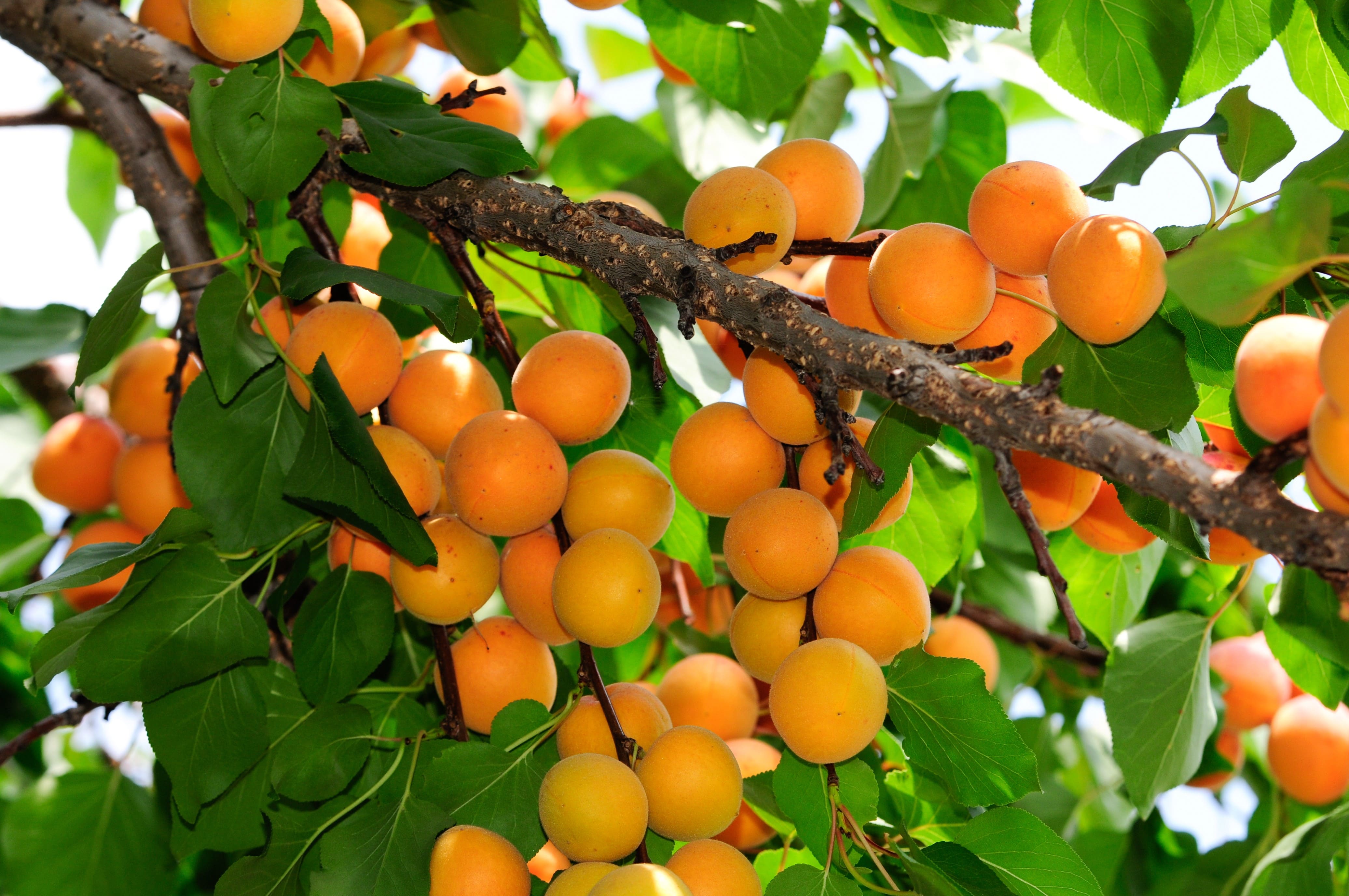 Абрикос это дерево или кустарник. Дикий даурский абрикос. Абрикос обыкновенный плодовые деревья. Абрикос гарден. Абрикос это дерево или кустарник.