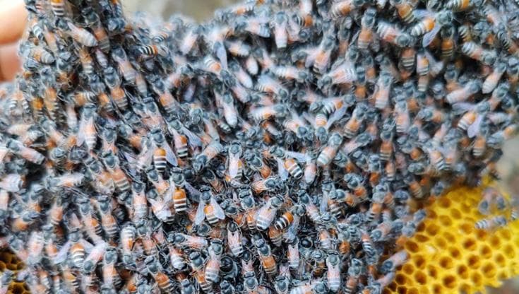 Ape Romesa La minaccia dell’ape rossa asiatica alla biodiversità mediterranea ed ...