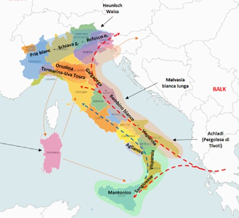 L’Atlante delle parentele dei vitigni italiani del CREA, la chiave per individuare il Dna delle uve allevate in Italia