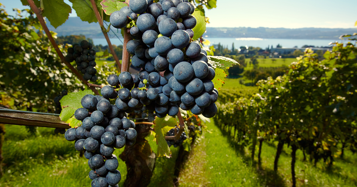 Vinitaly Special Edition: Il CREA all'incontro di Coldiretti sulle nuove frontiere della viticoltura