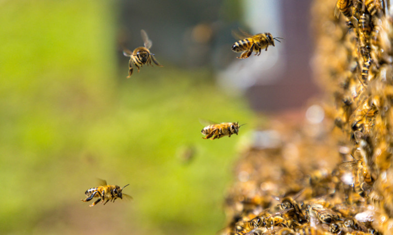 Studio sperimentale CREA utilizza le api come sentinelle ambientali per monitorare la diffusione del coronavirus