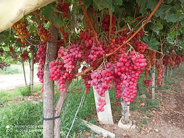 Le nuove varietà di uva da tavola selezionate dal CREA e dal consorzio Nu.Va.U.T