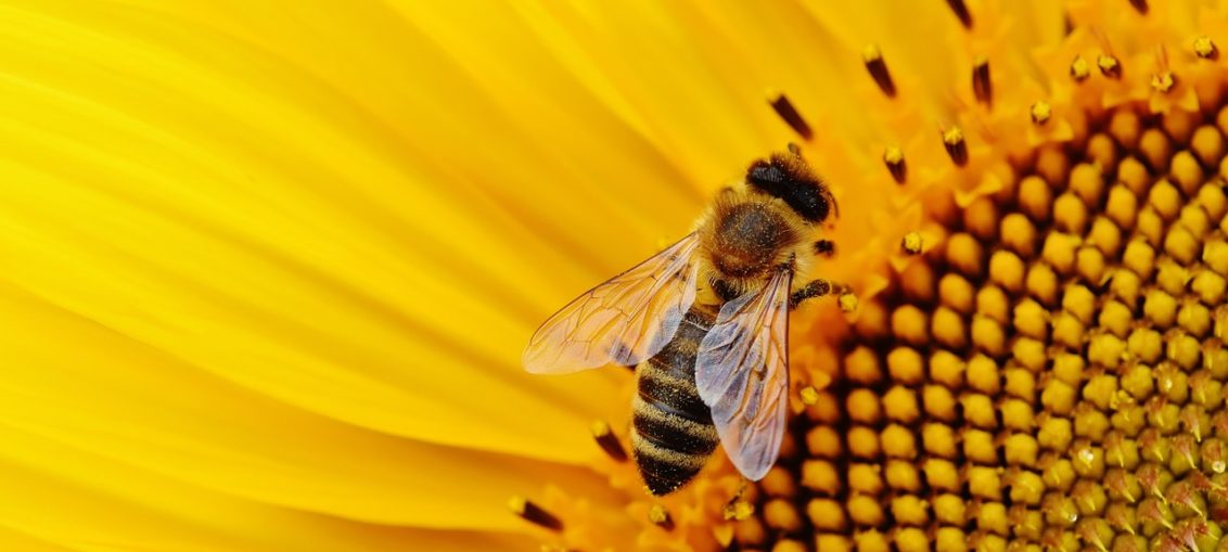 Il CREA su Radio24: le api bioindicatori dei patogeni presenti nell'atmosfera