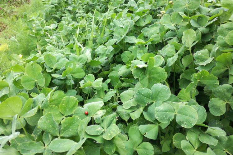 Le cover crop a tutela della biodiversità e per incrementare la fertilità dei terreni