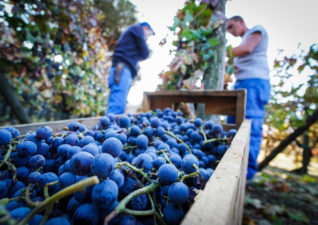 Life Green Grapes: progetto CREA dimezza l'utilizzo dei fitofarmaci nei vigneti