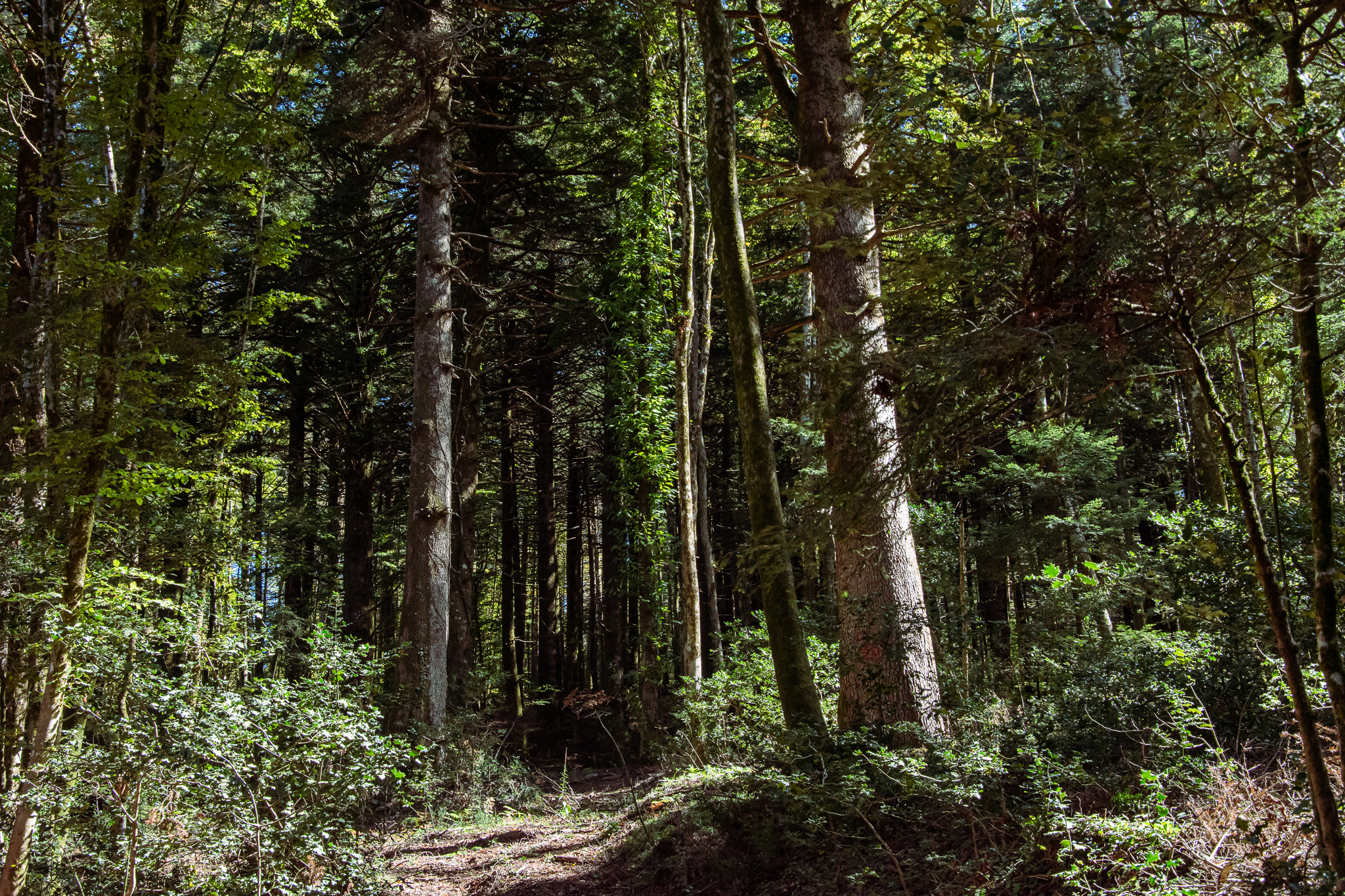 Giornata del Clima: al CREA il coordinamento del Nucleo Monitoraggio Carbonio