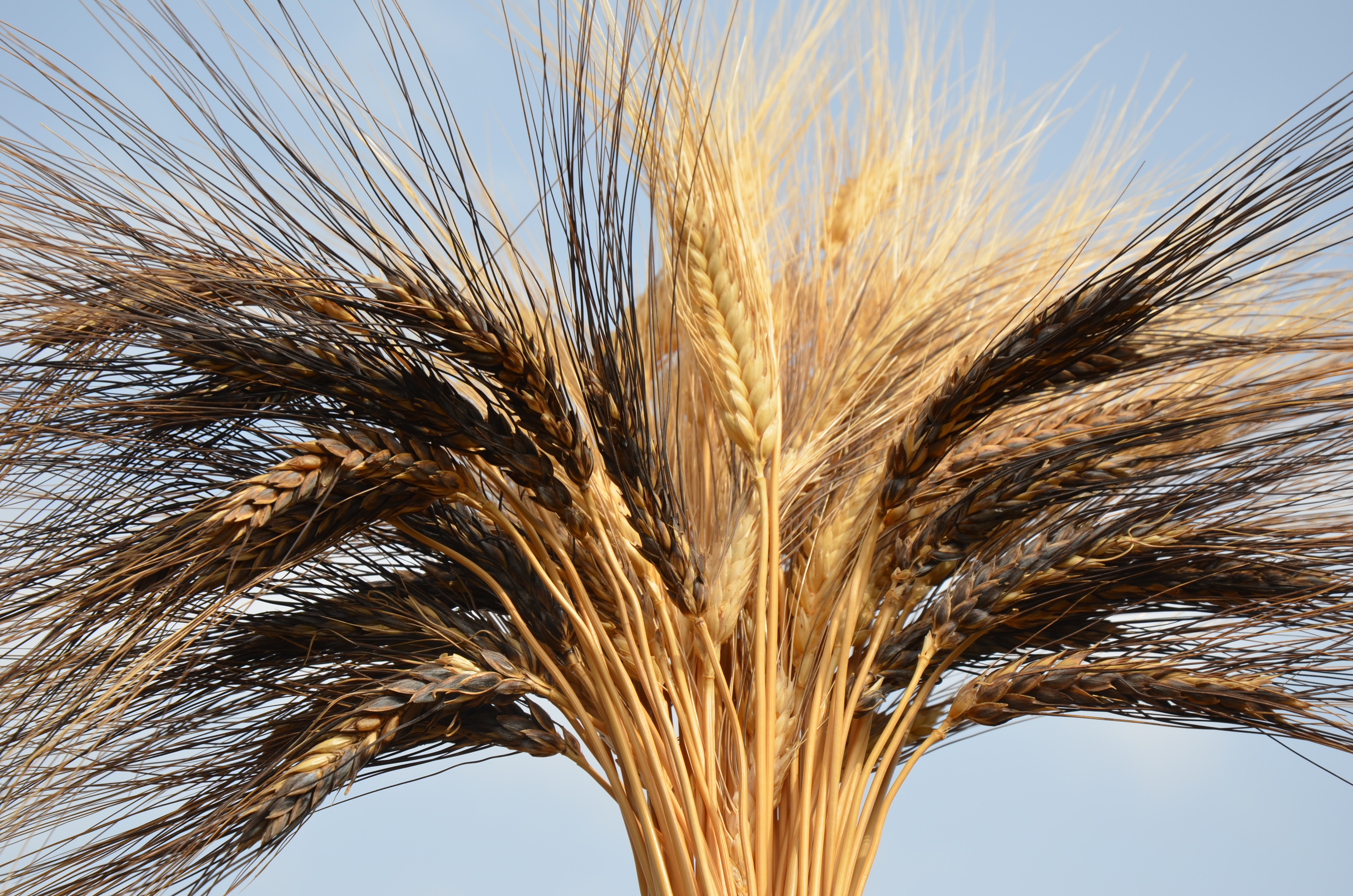 Frumento duro: caratterizzazione di varietà autoctone siciliane