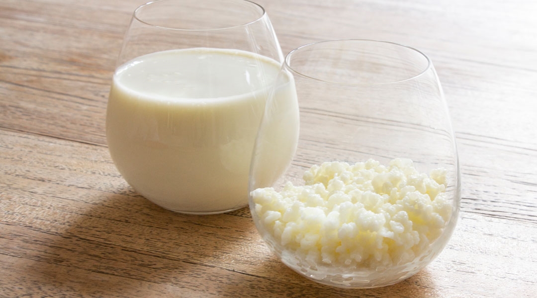 Il CREA su Rai Tre: i batteri salutari del kefir