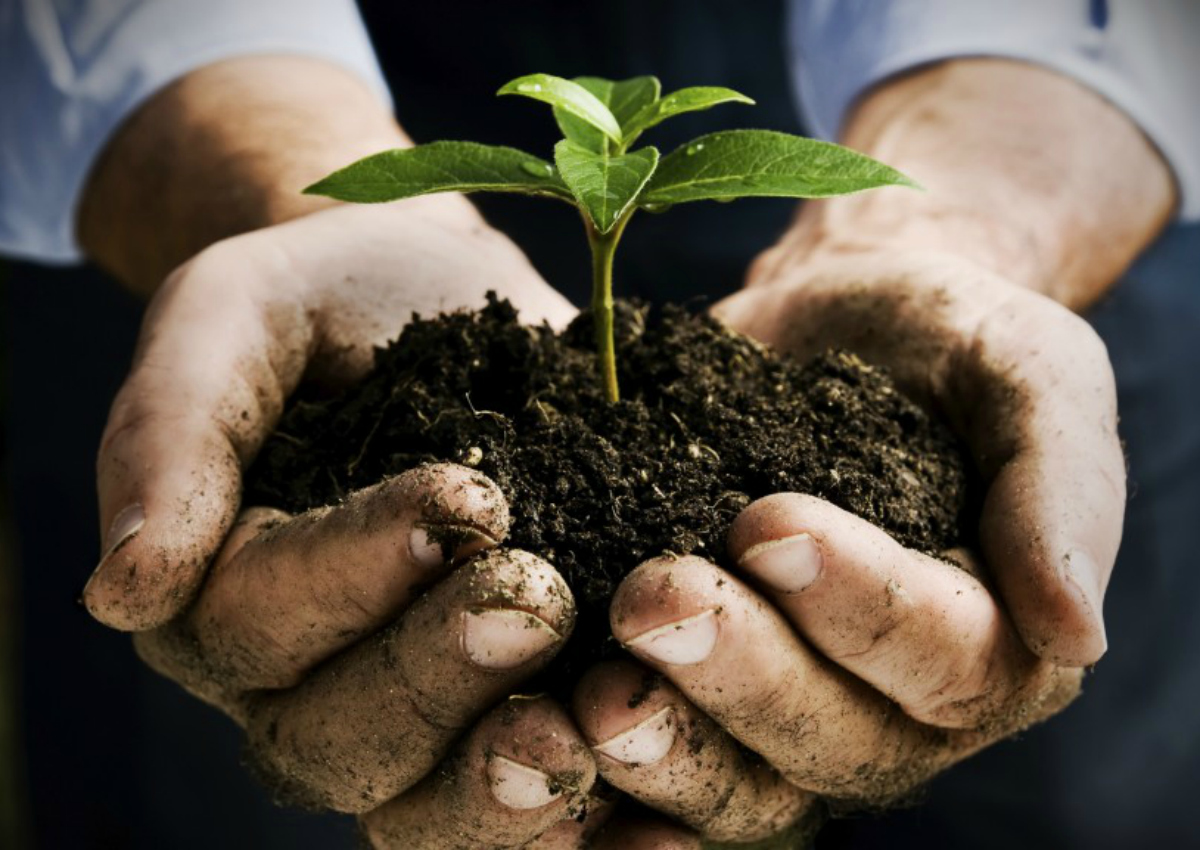 Biodurum, il progetto CREA per lo sviluppo della filiera biologica del grano duro