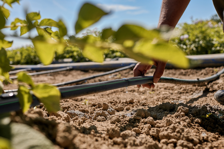 Risparmio idrico in agricoltura, migliori rese colturali e minori costi aziendali con il progetto Water4AgriFood