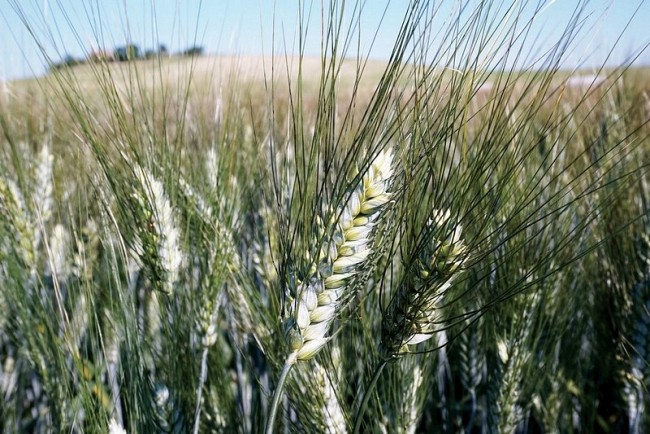 Frumento duro: disponibile il video di CEREALMED