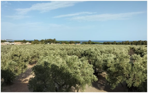 Olivicoltura, identità mediterranea: anche il CREA nella XXIII Edizione di Olioliva