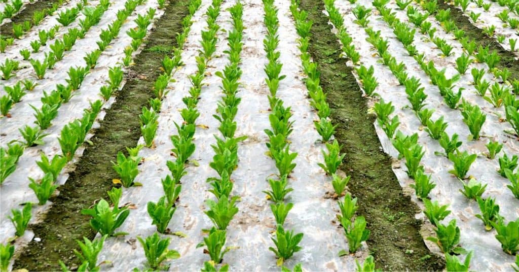 I vantaggi della pacciamatura biodegradabile