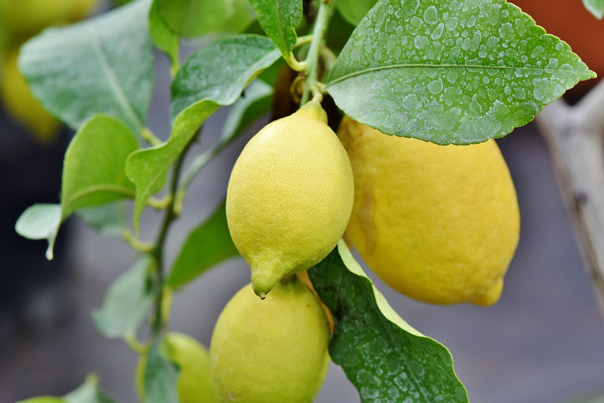 Più fondi alla ricerca per contrastare il “mal secco” dei limoni