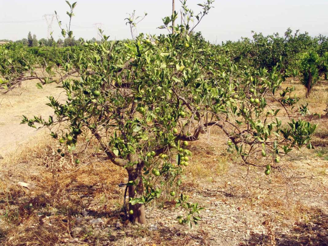 Allarme Xylella per gli agrumi siciliani. Il parere del CREA