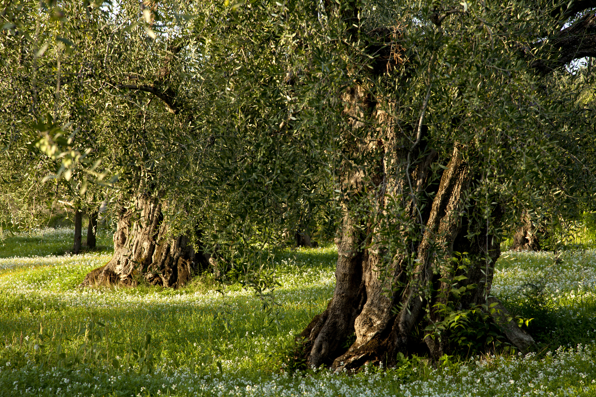 Dagli ulivi millenari della Sabina, l'oro verde di Roma e del Lazio