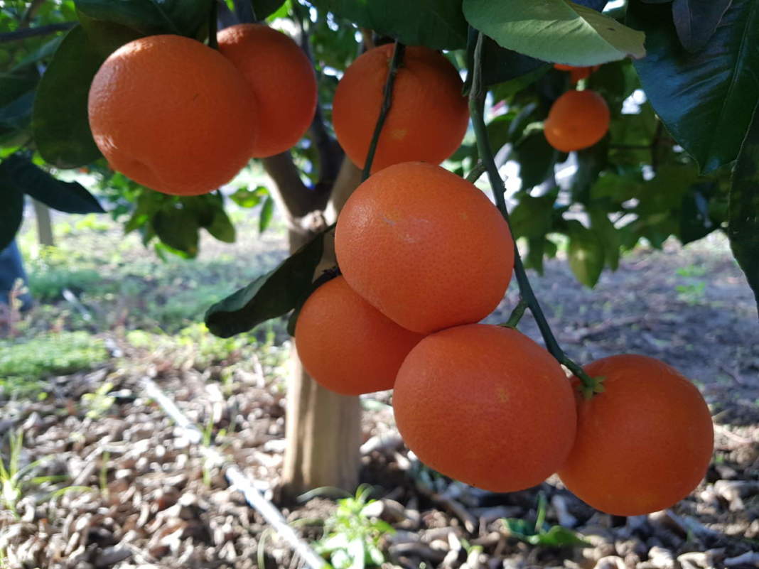 Agrumi: il punto del CREA sulla ricerca, tra genetica, shelf life, patologie e cambiamenti climatici