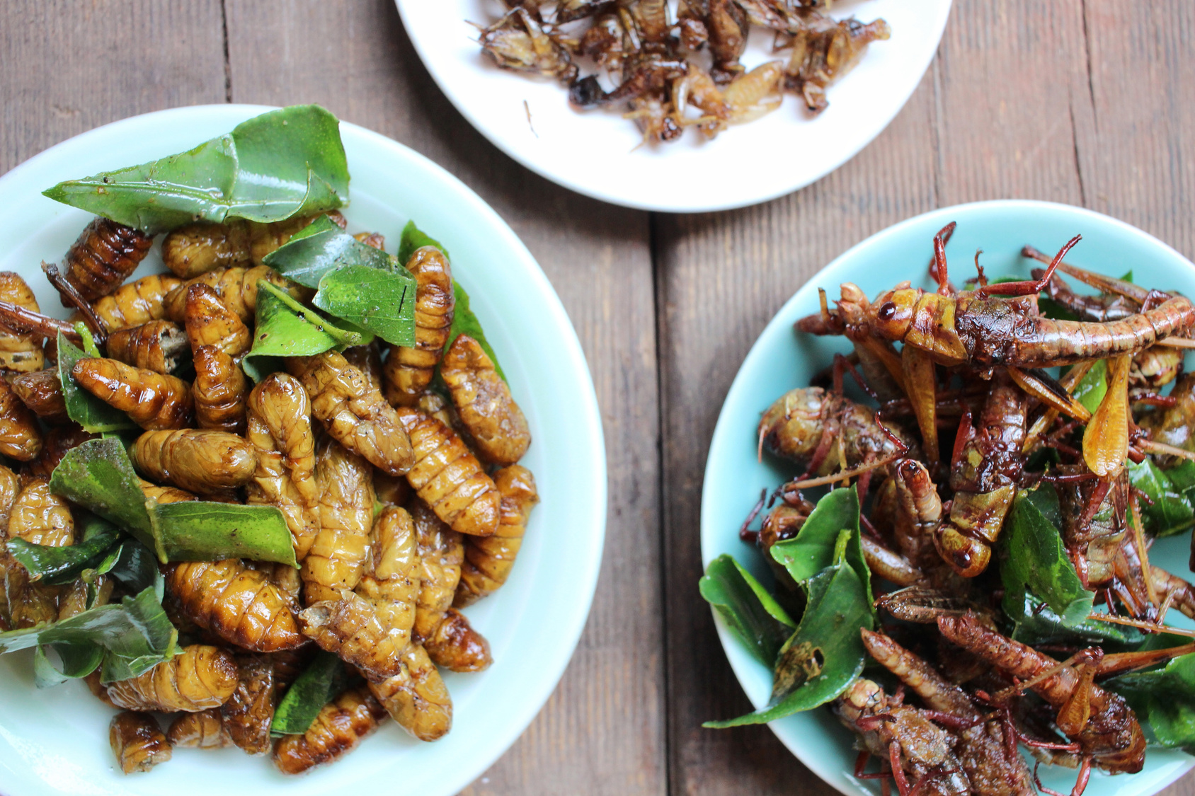 Gli insetti edibili sono un settore di nicchia e la barriera culturale è ancora alta