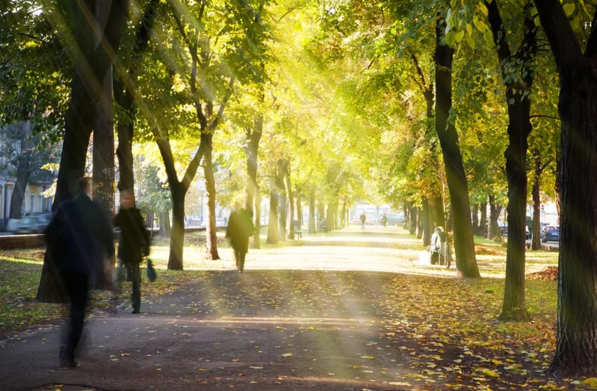 Biodiversità e verde urbano: per una maggiore sostenibilità in città