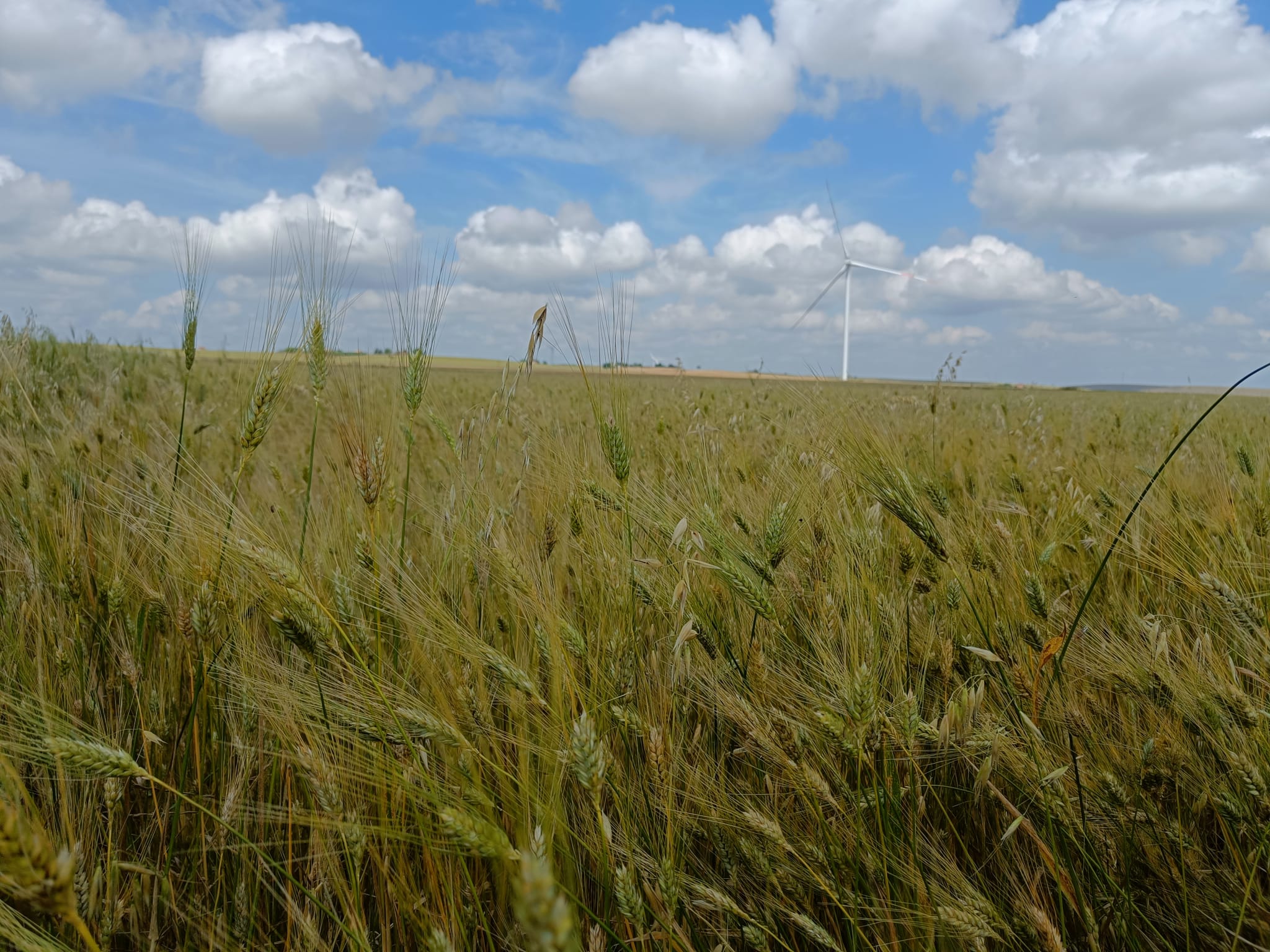 Il CREA leader del progetto europeo sulla diversificazione genetica delle sementi