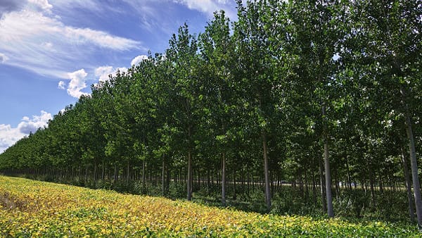 Pioppicoltura sostenibile: on line i video dell'evento divulgativo al CREA Foreste e Legno