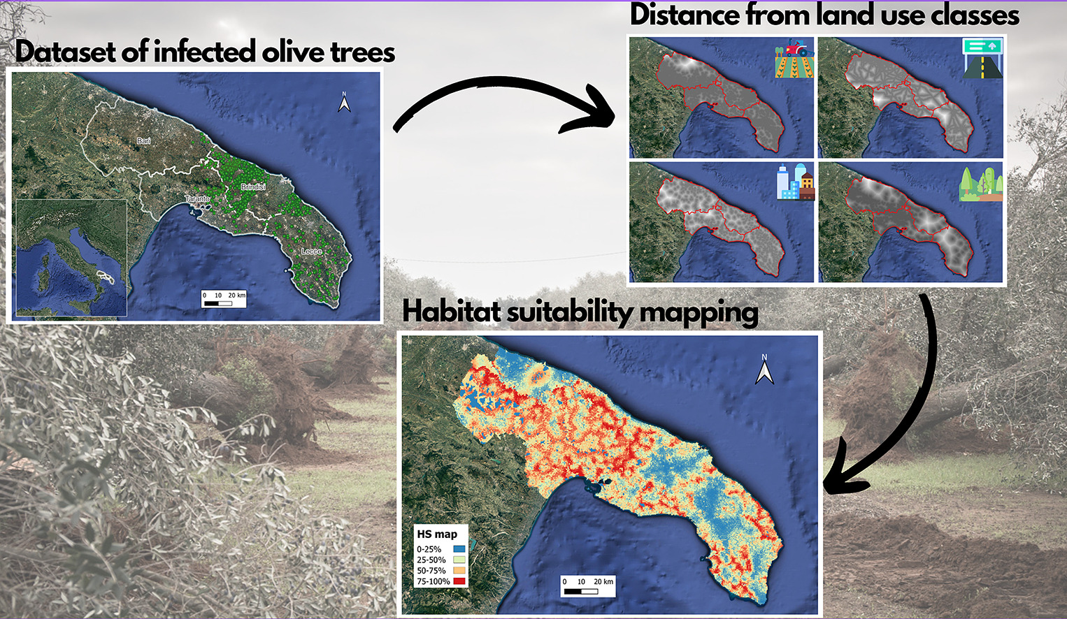 Xylella fastidiosa: decisiva la componente antropica del paesaggio nella sua diffusione