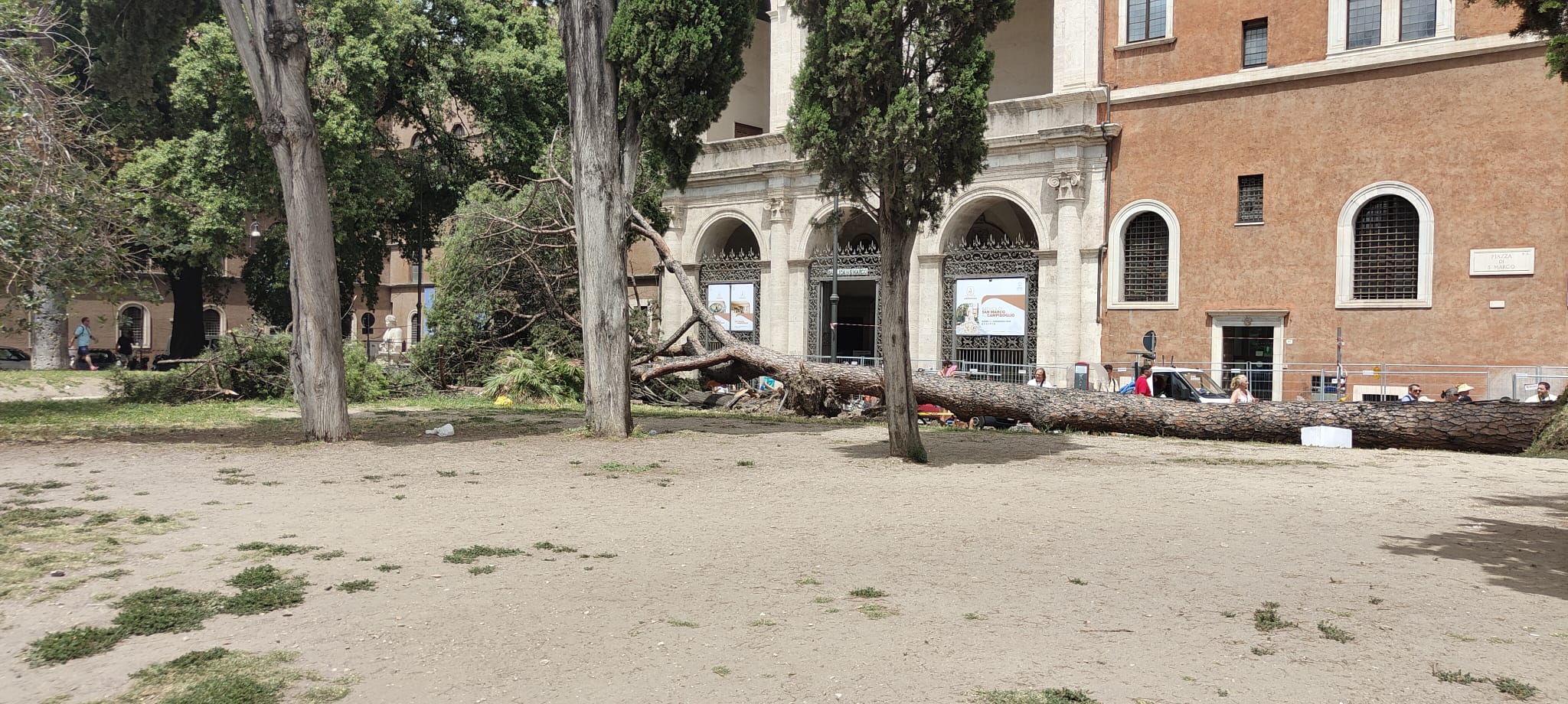 Gli alberi di Roma a rischio crollo per età, stress, lavori stradali e scarsa manutenzione