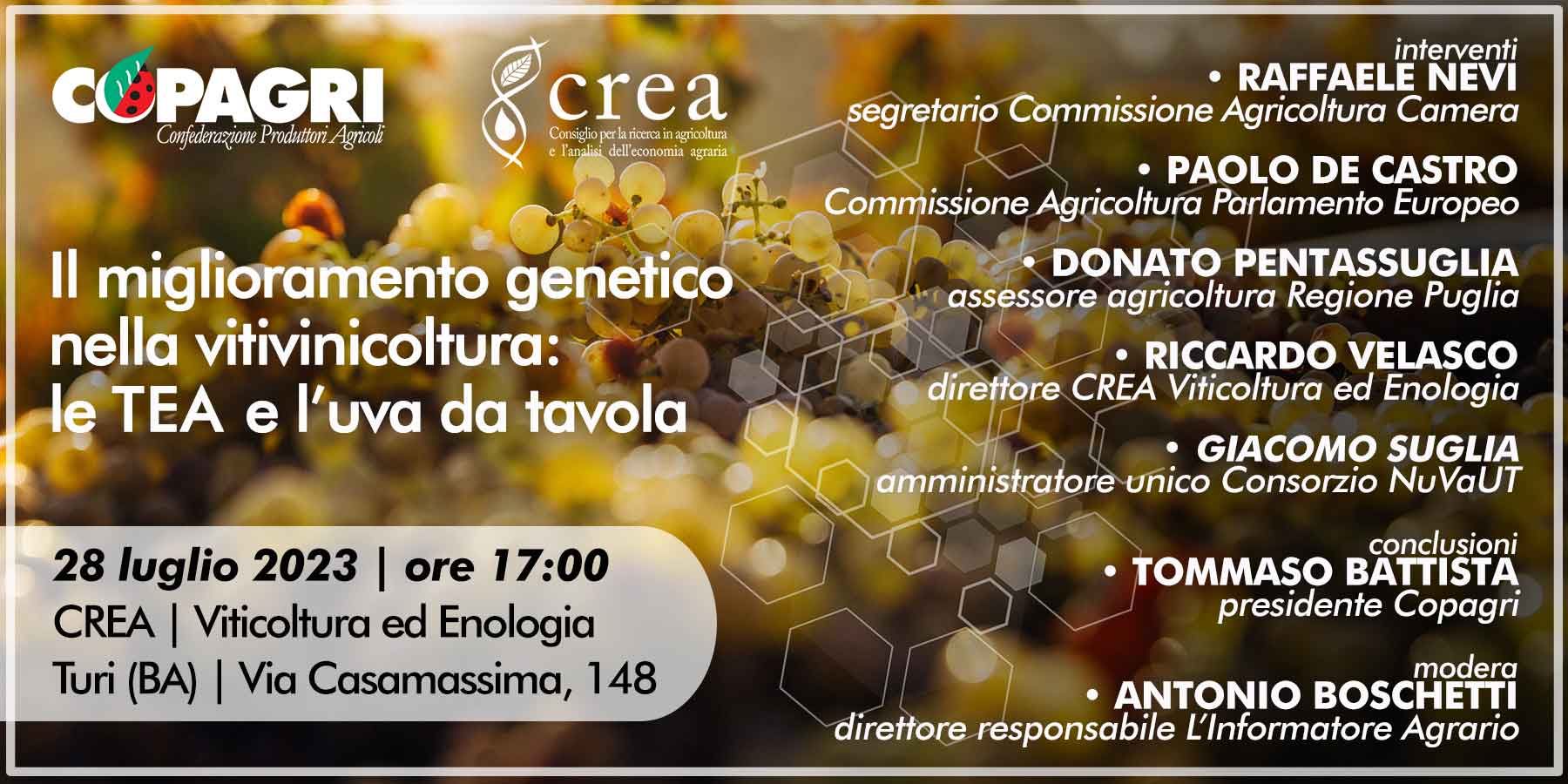 IL MIGLIORAMENTO GENETICO NELLA VITIVINICOLTURA: LE TEA E L’UVA DA TAVOLA