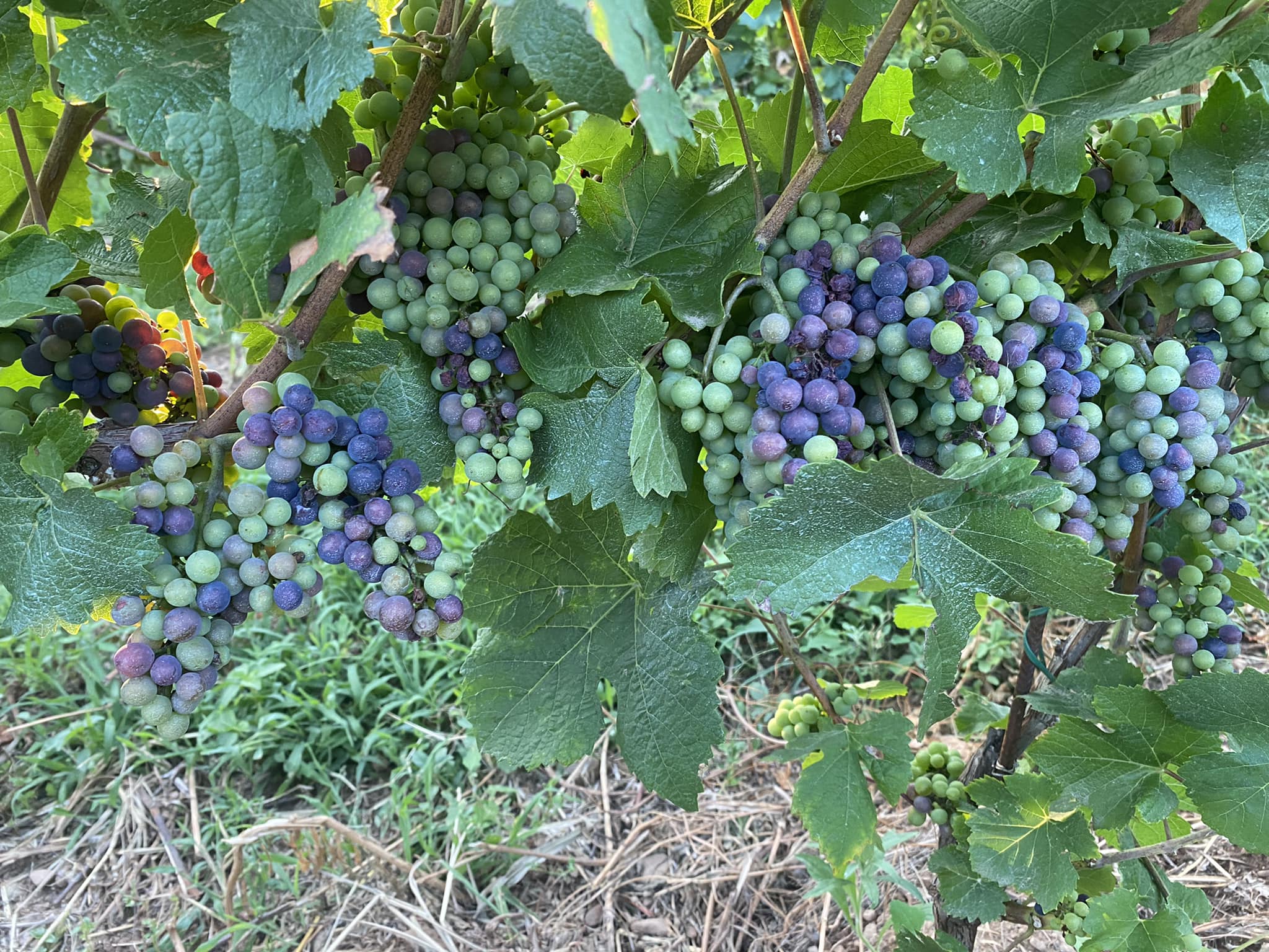 VENDEMMIA 2023: ANCHE SE IN RITARDO, SIAMO PRONTI AL VIA