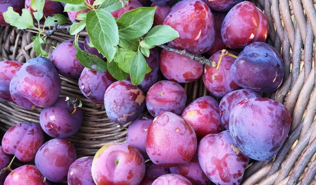 Prugne e susine, un concentrato di fibre, vitamine e sali minerali