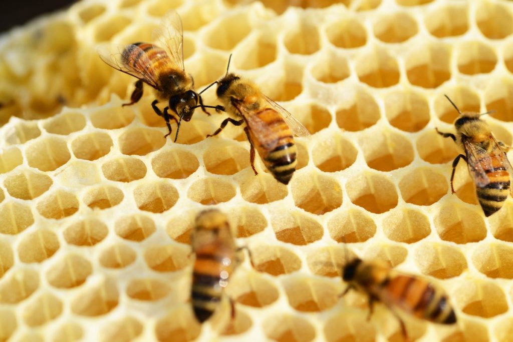 Il CREA lancia il progetto “BeeGuards” per rendere le api più resistenti ai cambiamenti climatici