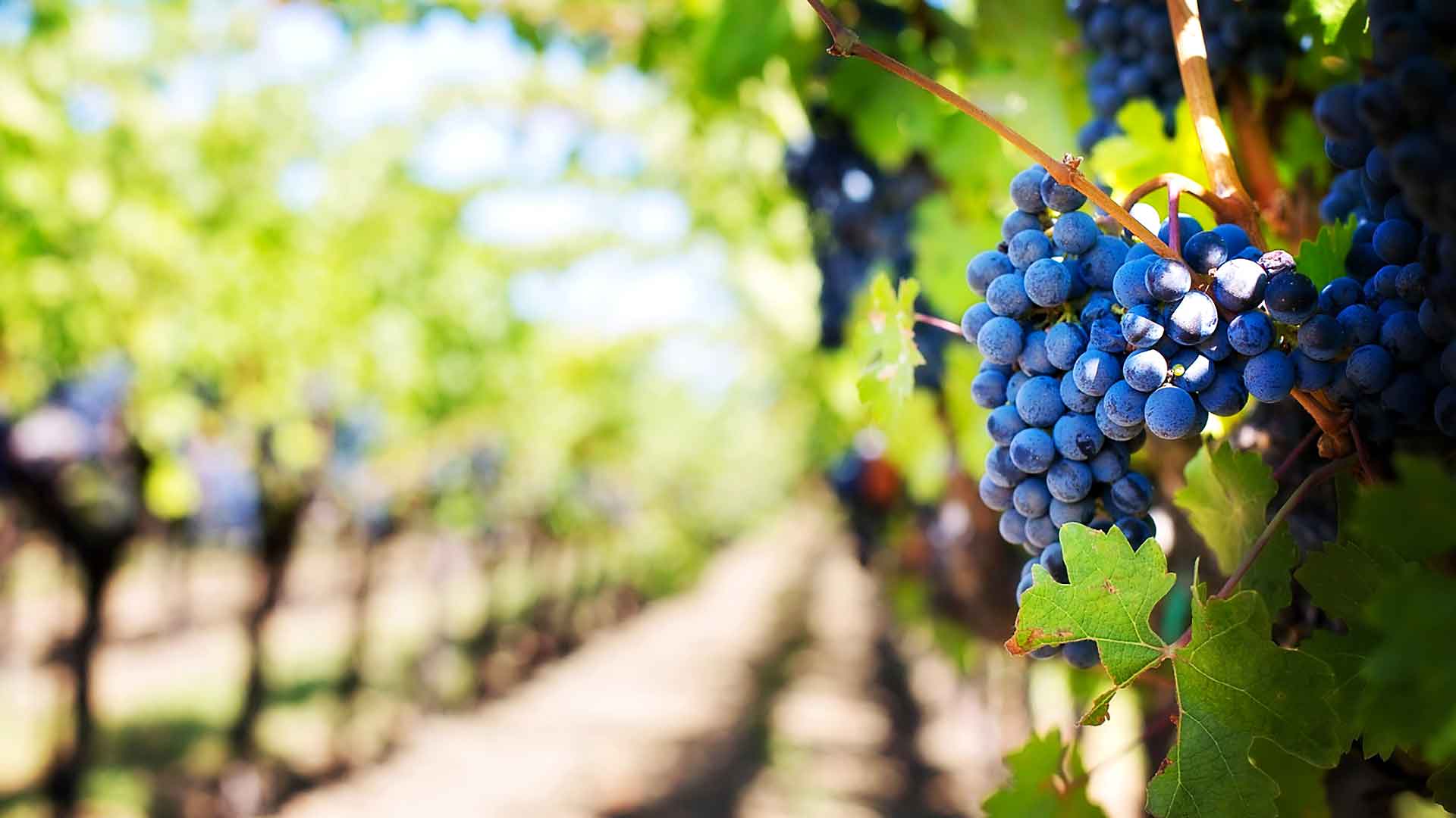 Presentati i risultati di OENOMED per i vigneti del futuro