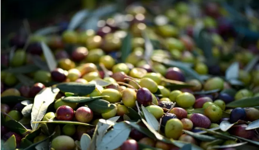 Raccolta delle olive: il CREA su Agronotizie