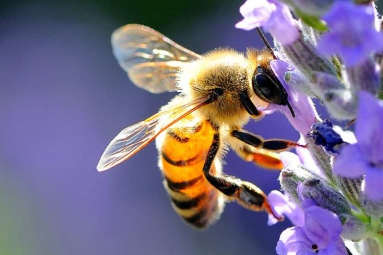 HONEY COST: pubblicata l'indagine statistica 2023