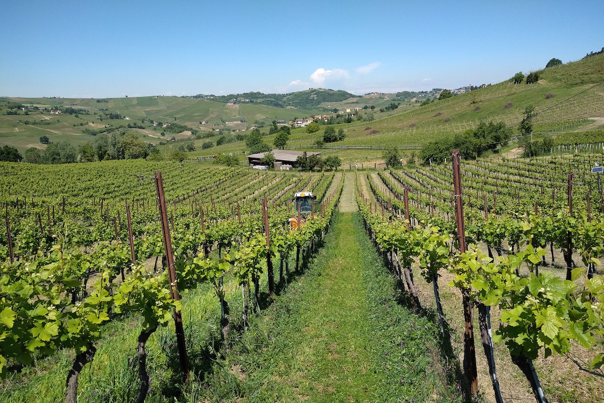 Il CREA di Conegliano da 100 anni al servizio della viticoltura italiana