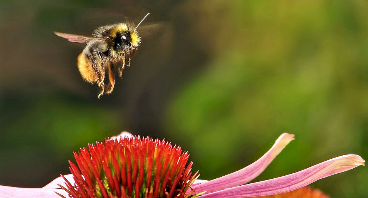 Pubblicata su Nature la valutazione dell'impatto sui bombi dell'uso di fitofarmaci