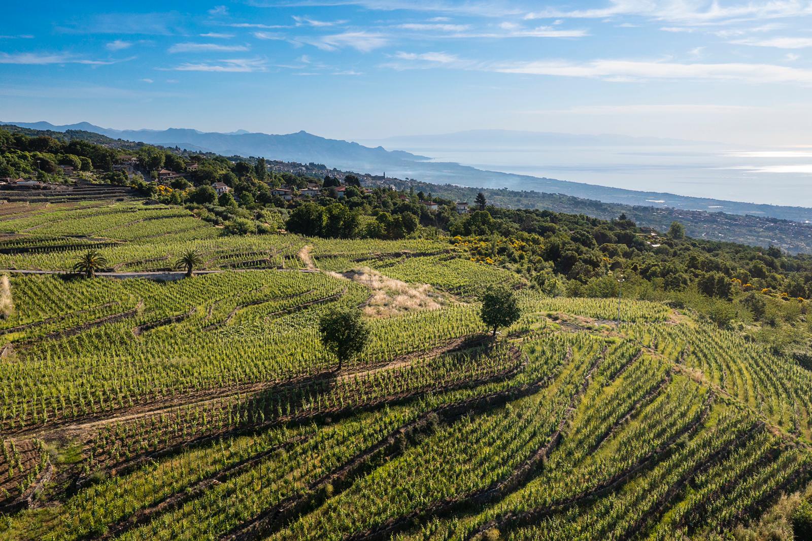 CREA on Financial Times: NGT field testing and development of digital sensors in viticulture, useful to fight climate change
