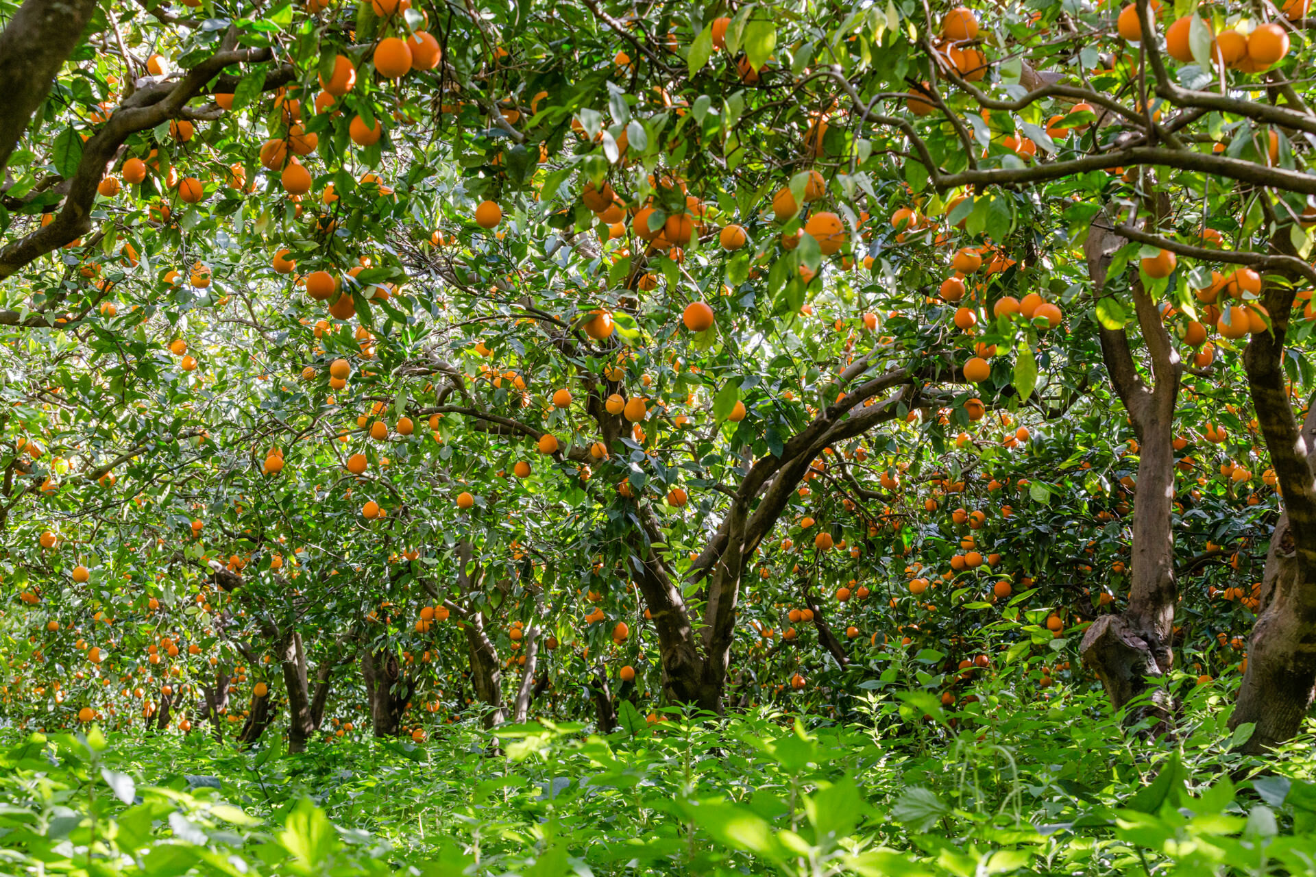 Con le TEA gli agrumi del futuro
