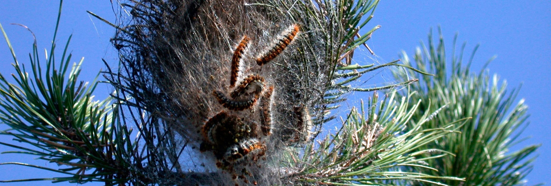 Gli effetti dei cambiamenti climatici sui pini dell'Etna infestati dalle processionarie