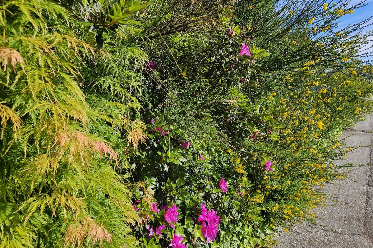 Alla riscoperta della floricoltura ligure per contrastare i cambiamenti climatici