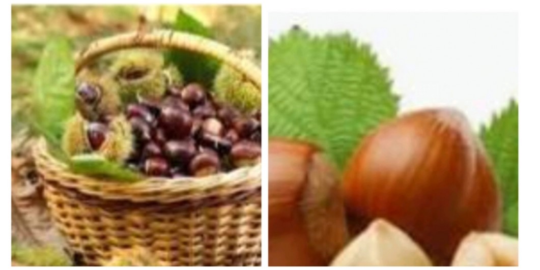 Valore in Campo: è online il questionario per migliorare e valorizzare mandorla, pistacchio, carrubo e castagno