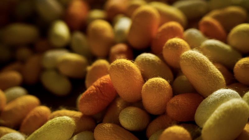 La bachicoltura tra tradizioni e nuove sfide