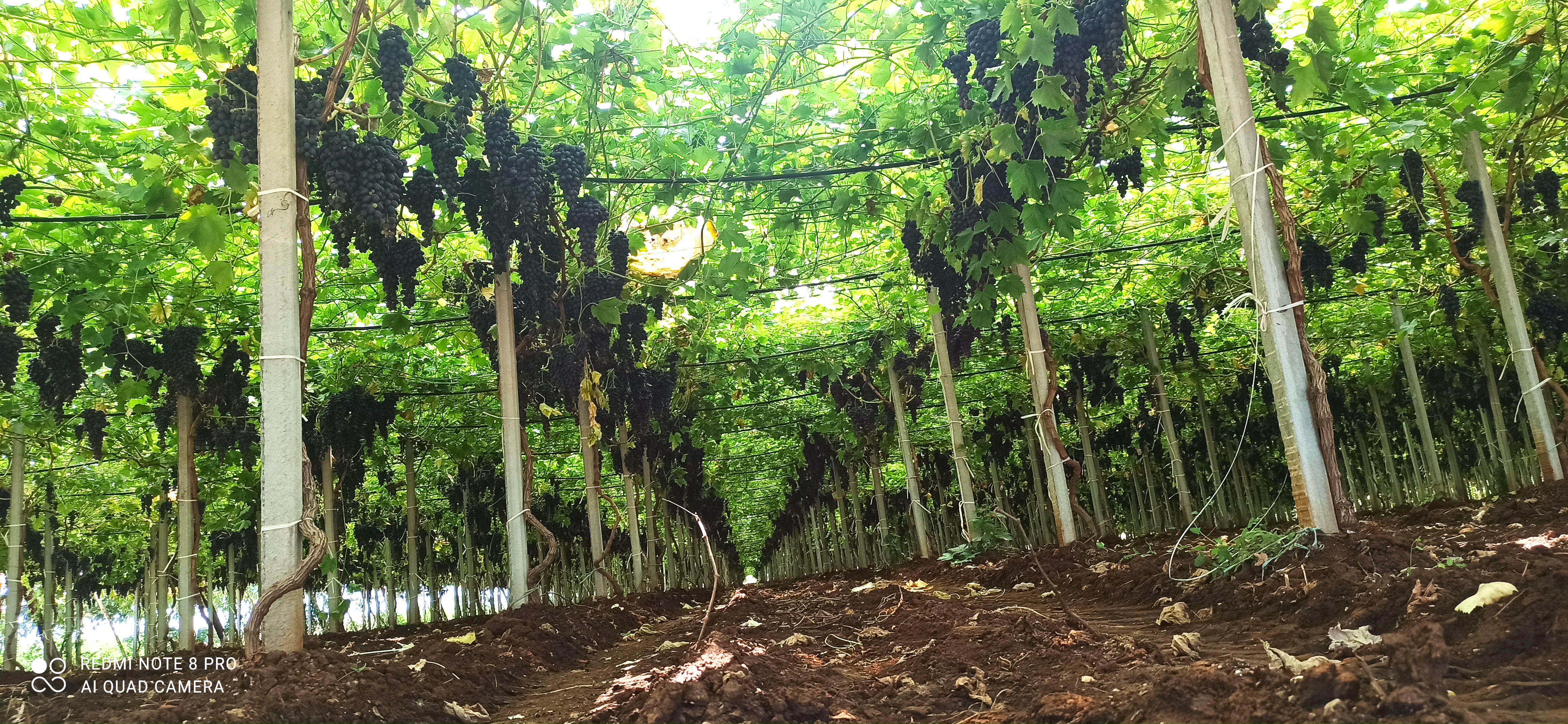 Dalla Ricerca CREA arriva Maula, l'uva italiana senza semi e resistente alla siccità