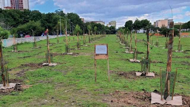 L`albero del vicino è sempre più verde