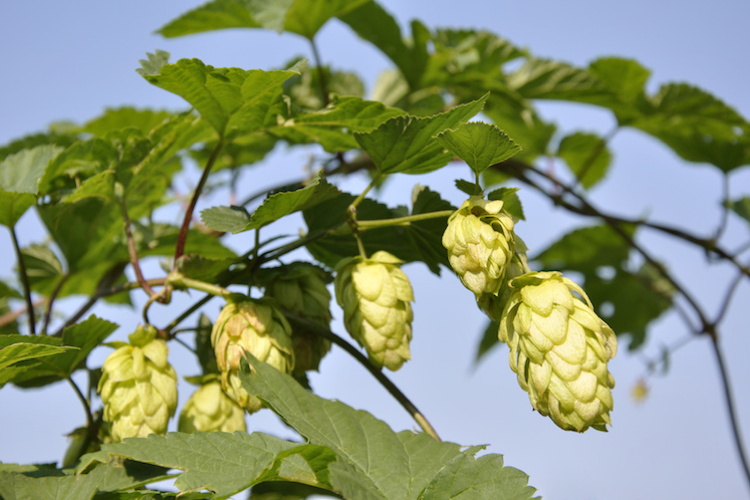 Il luppolo non manca ma calano i brindisi
