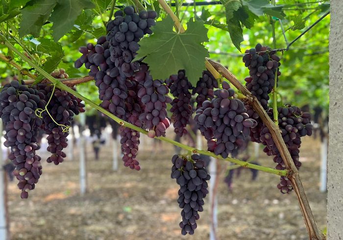 In Puglia spunta Maula, l`uva senza semi, precoce e resistente al meteo