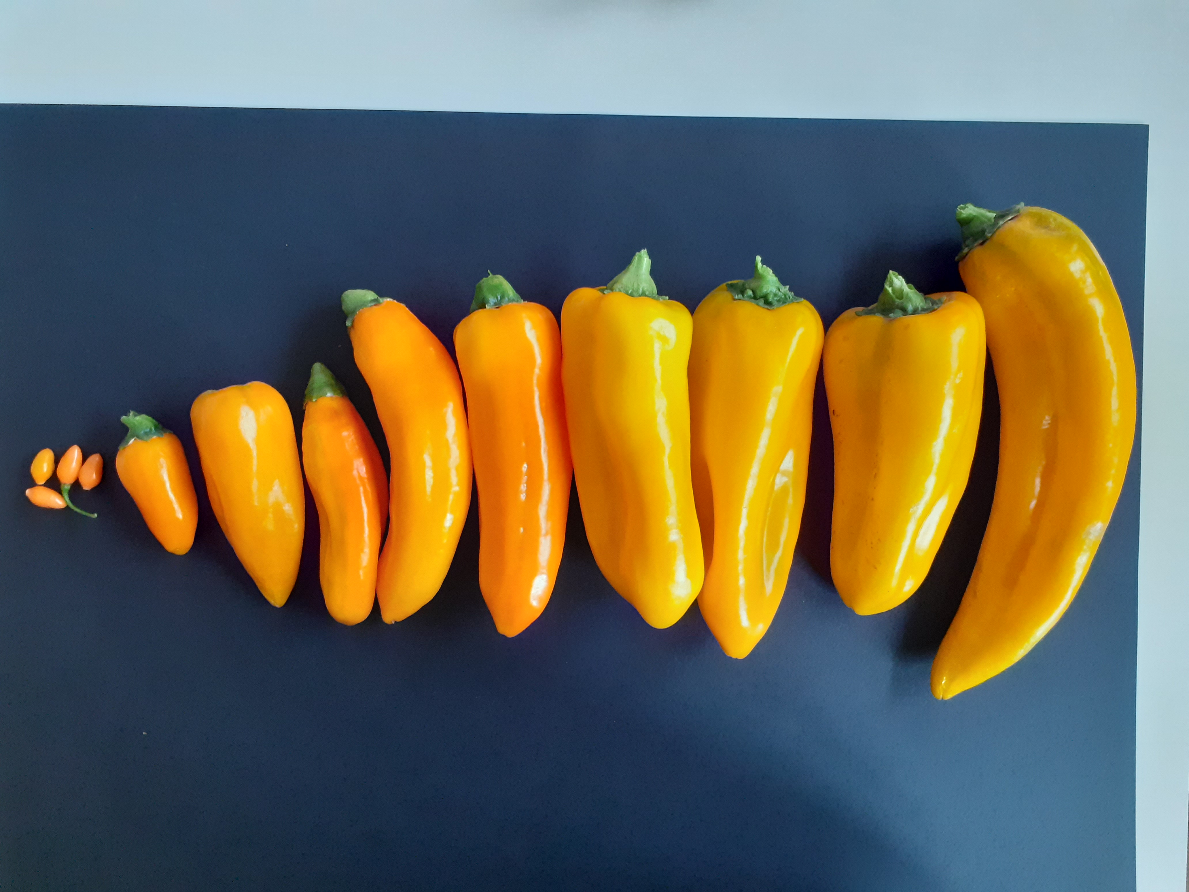 Da uno studio CREA peperoni antiossidanti e più resistenti ai patogeni e ai cambiamenti climatici