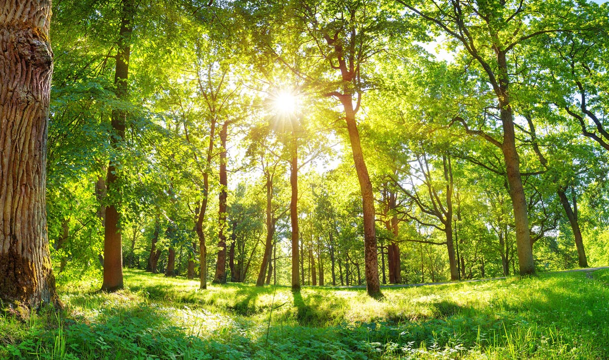 Foreste e carbon farming: sfide e opportunità future per il settore