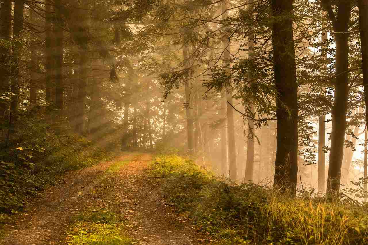 Foreste e carbon farming: sfide e opportunità future