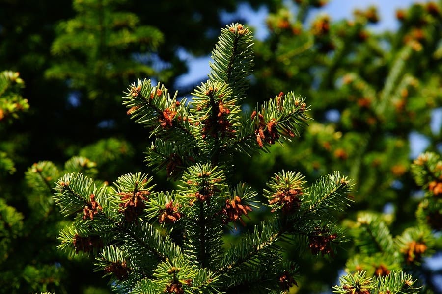 Giornata Nazionale degli Alberi: il rimboschimento di conifere dalla sperimentazione, alla gestione e alle prospettive future